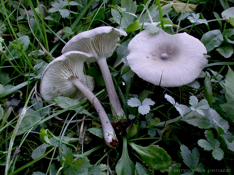 Melanoleuca leucophylloides...?